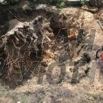 спил деревьев в Москве и области