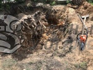 спил деревьев в Москве и области