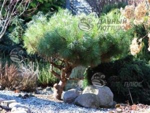 Природный камень как элемент ландшафтного дизайна