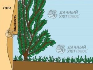 Рис.9 - Густые кустарники, высаженные рядом с домом, не защищают фасад от влаги, а иногда и сами могут ее вызвать