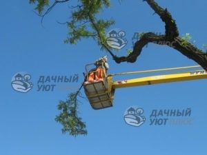 Спил дерева с использованием подъемника