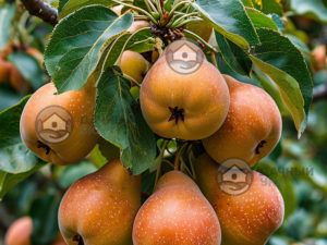 Зимняя обрезка деревьев сроки и правила"Дачный Уют"