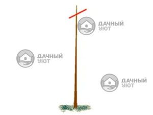 Схема обрезки молодого дерева без кроны и боковых ответвлений