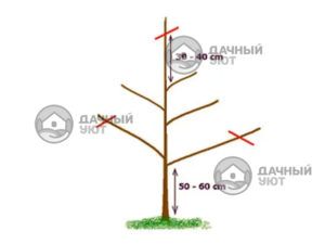 Схема обрезки молодого кронированного дерева 